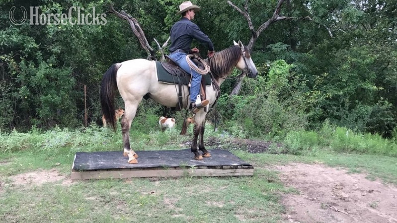 Texas "Chester " Buckskin Gelding
