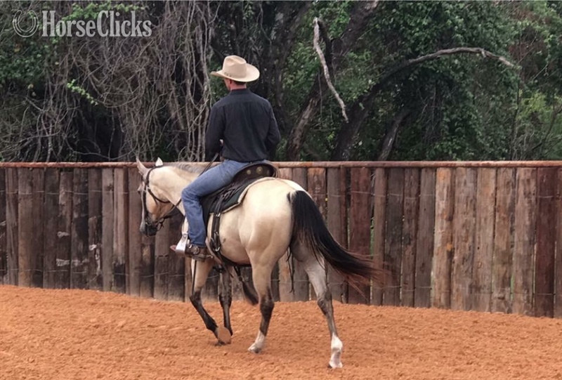 "Chester " Buckskin Gelding Texas