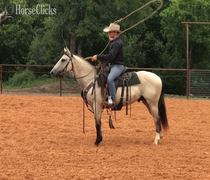 "Chester " Buckskin Gelding in Texas