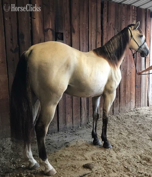  - "Chester " Buckskin Gelding