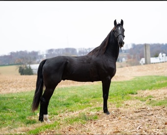 "General Lee" Black Gelding Belgian
