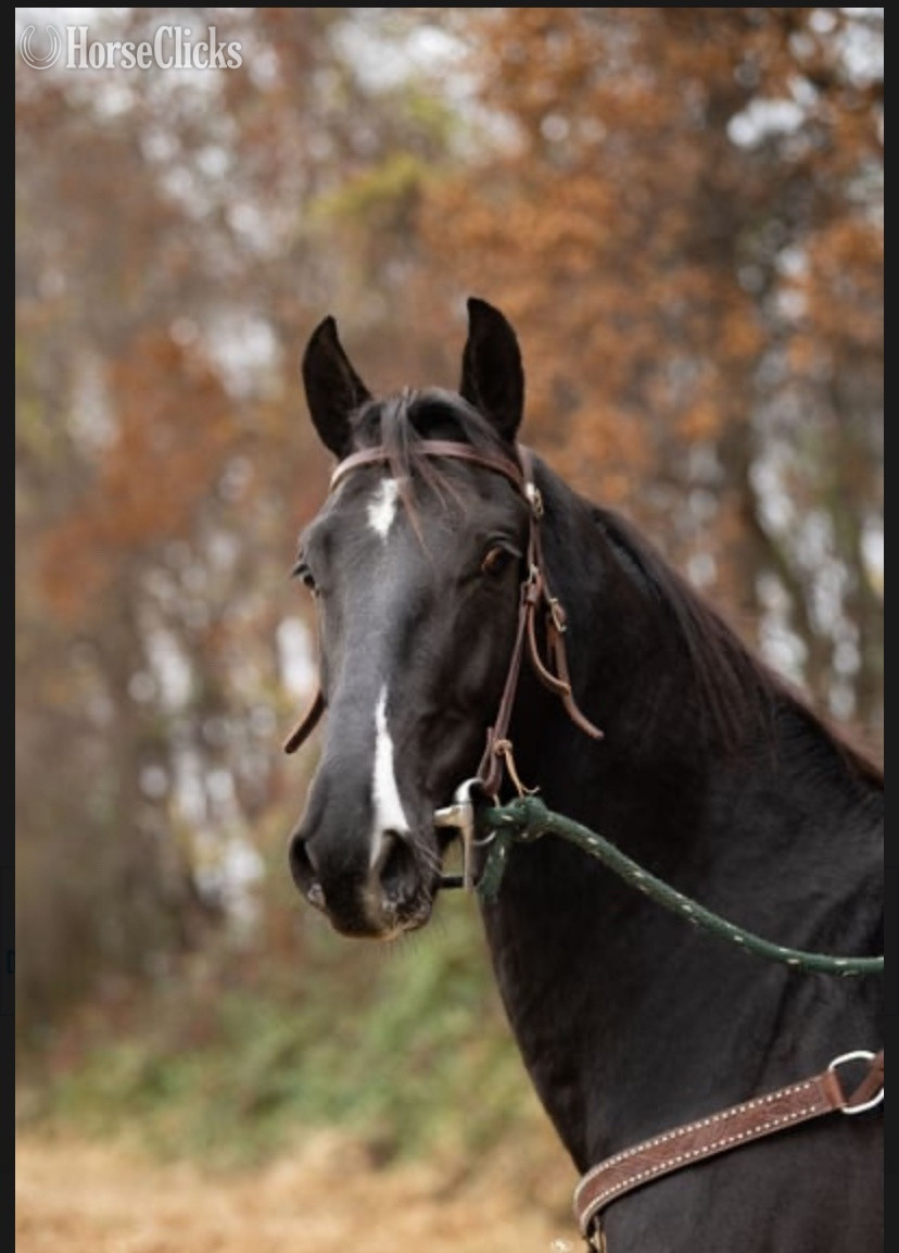 "General Lee" Black Gelding Belgian