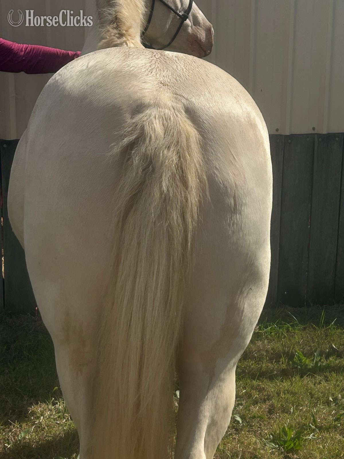 "Angel " Cremello Mare Quarter Horse