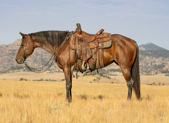 "Reba " Bay Roan Mare Quarter Horse