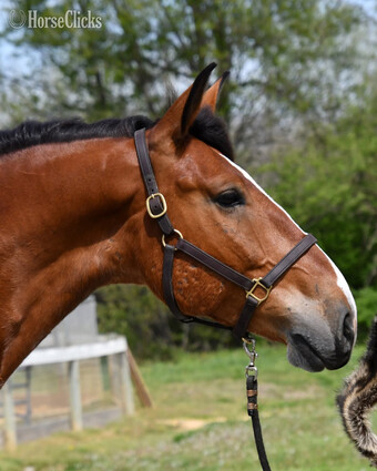 "Hank" Gelding Draft