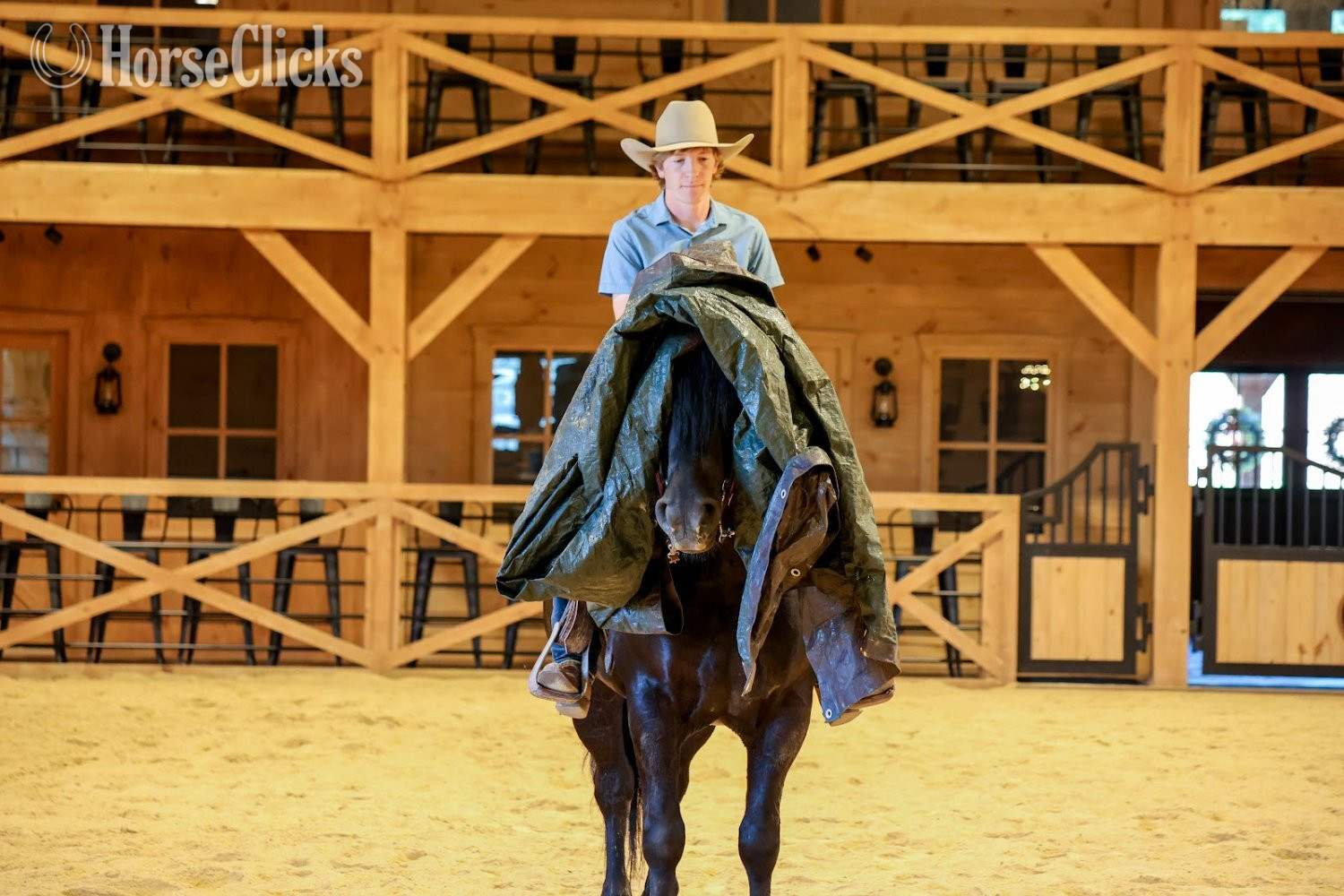 "Rome" Black Gelding Draft