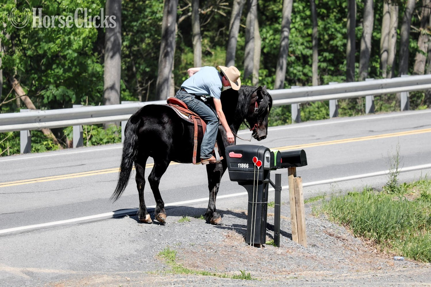 Pennsylvania "Rome" Black Gelding Draft
