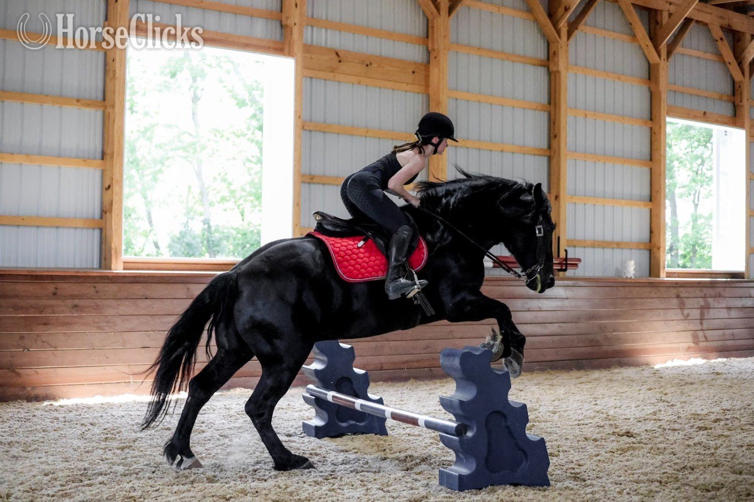 "Rome" Black Gelding Draft - Draft in Pennsylvania
