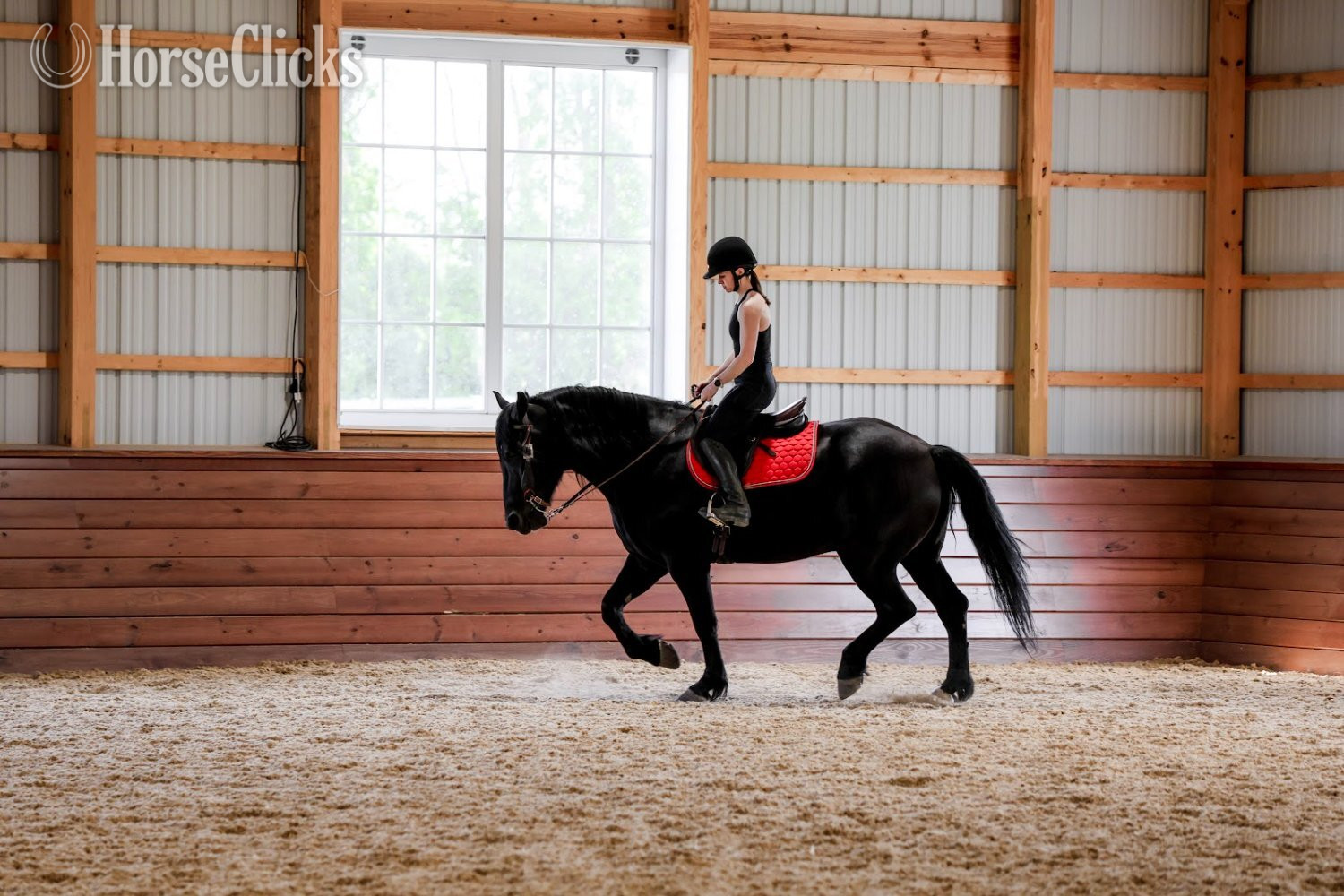 Draft - "Rome" Black Gelding Draft in Pennsylvania