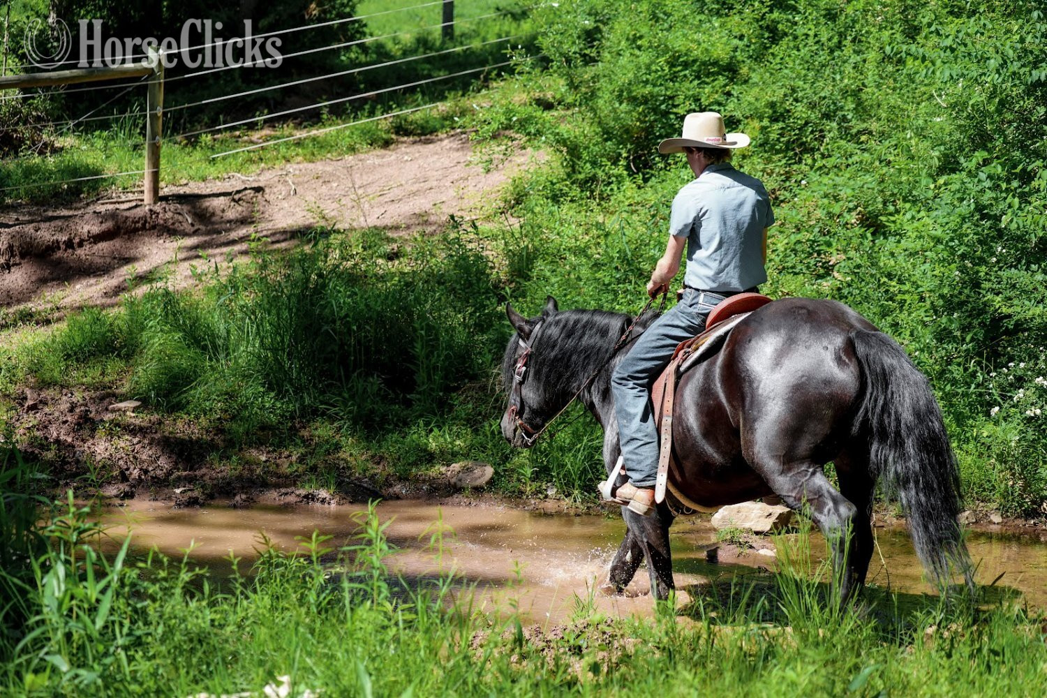 Draft - "Rome" Black Gelding Draft