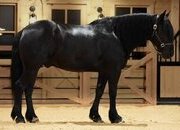 "Rome" Black Gelding Draft
