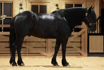 "Rome" Black Gelding Draft
