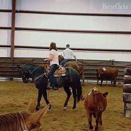 "Goose" Blue Roan Gelding Quarter Horse