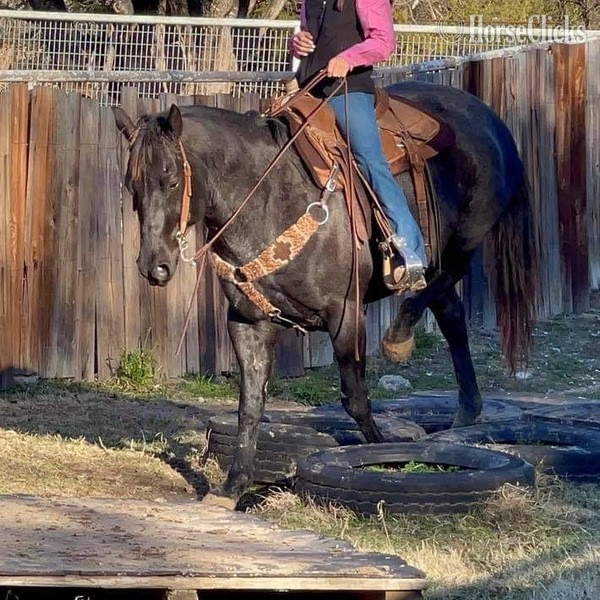 Texas "Goose" Blue Roan Gelding Quarter Horse