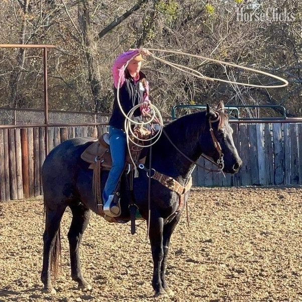 "Goose" Blue Roan Gelding Quarter Horse - Quarter Horse in Texas