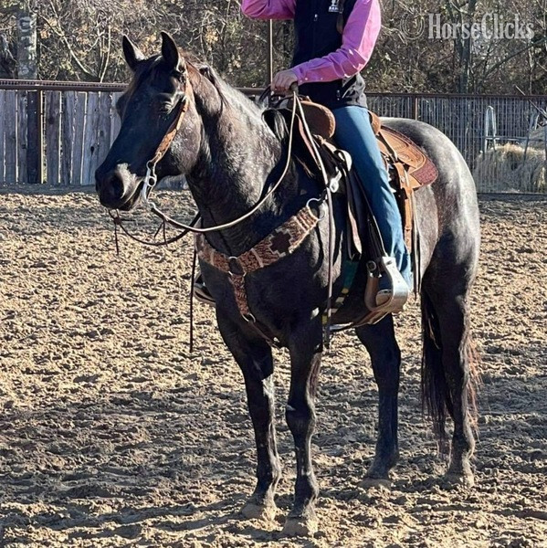 "Goose" Blue Roan Gelding Quarter Horse - Quarter Horse