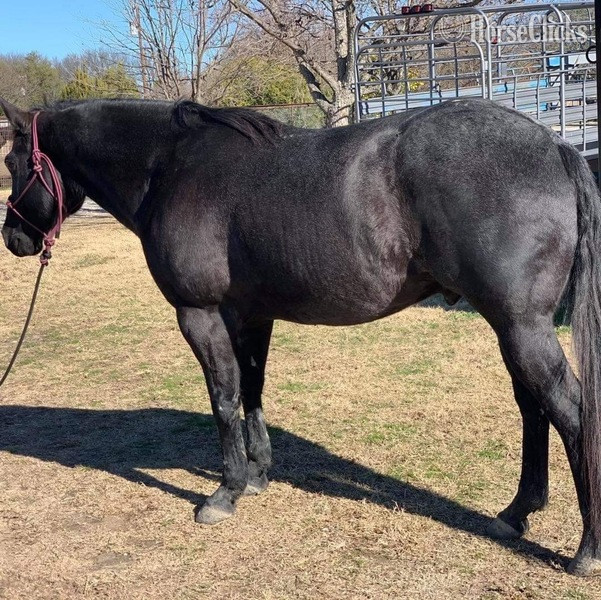 "Goose" Blue Roan Gelding Quarter Horse in Texas