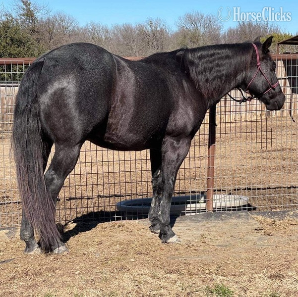 "Goose" Blue Roan Gelding Quarter Horse Texas