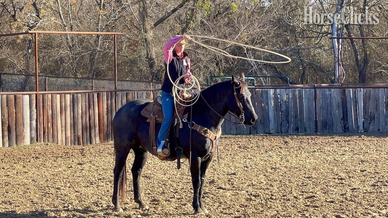 Quarter Horse - "Goose" Blue Roan Gelding Quarter Horse in Texas