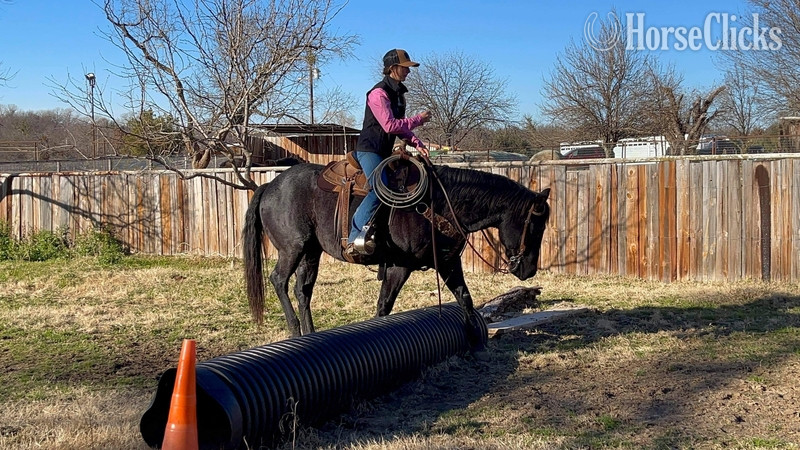 Quarter Horse - "Goose" Blue Roan Gelding Quarter Horse
