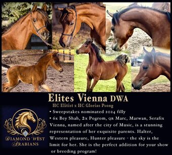"Elites Vienna DWA" Bay Filly Arabian