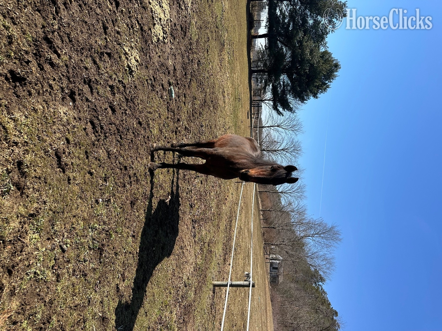 "Smoky " Bay Mare Morgan in Pennsylvania