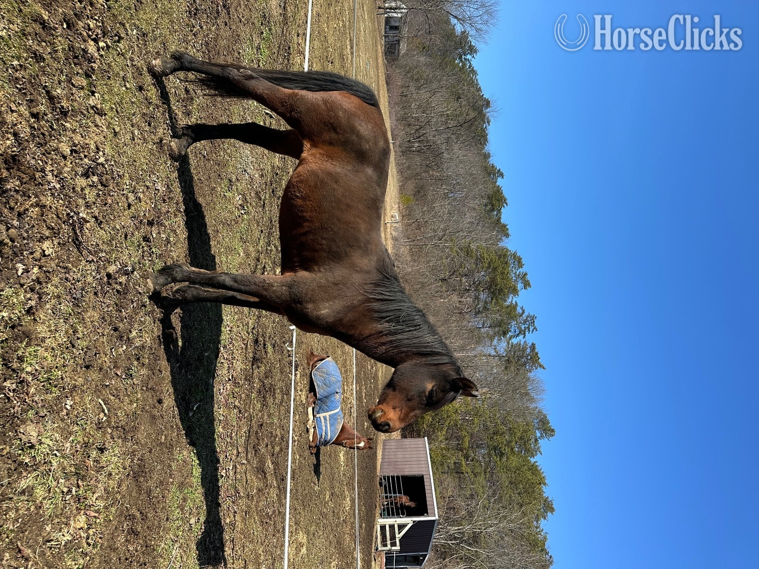 "Smoky " Bay Mare Morgan