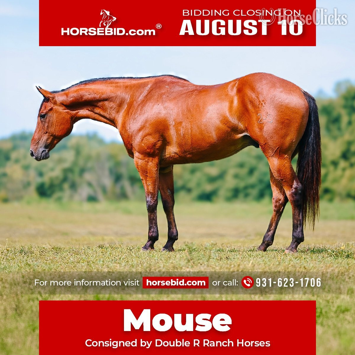 "Mouse" Bay Gelding Quarter Horse in Tennessee