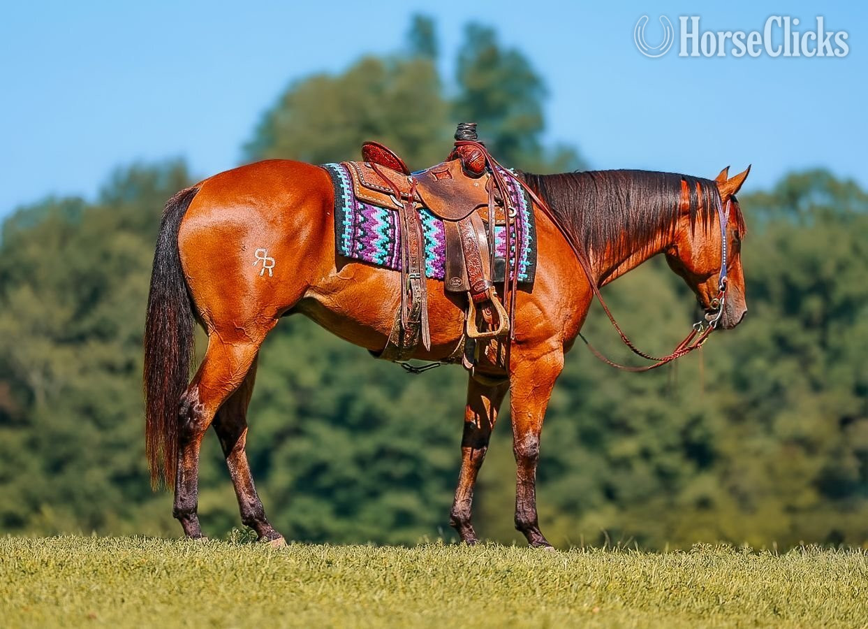 "Mouse" Bay Gelding Quarter Horse