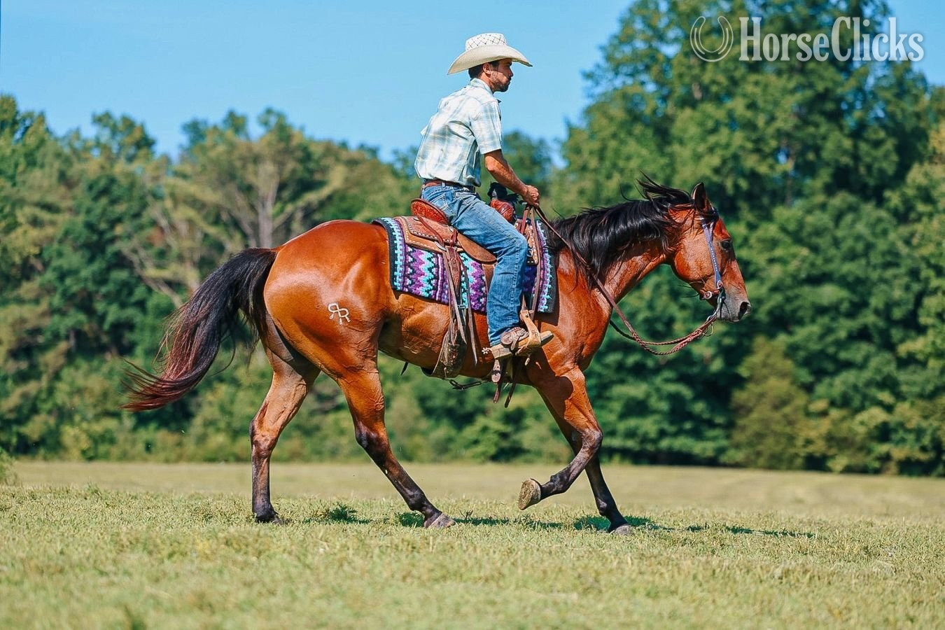 "Mouse" Bay Gelding Quarter Horse - Quarter Horse in Tennessee