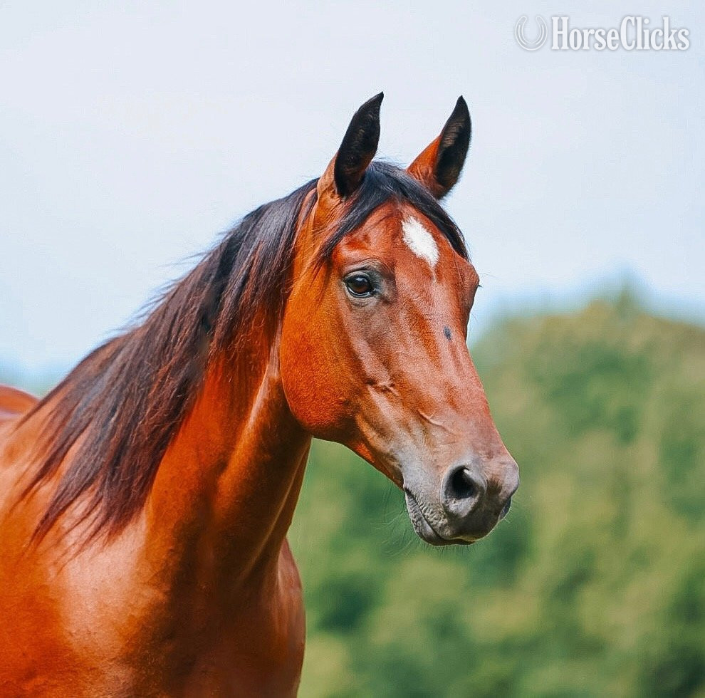 "Mouse" Bay Gelding Quarter Horse - Quarter Horse