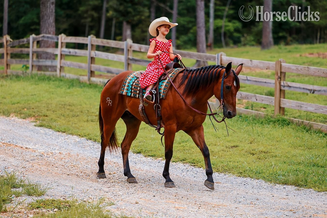 Quarter Horse - "Mouse" Bay Gelding Quarter Horse in Tennessee