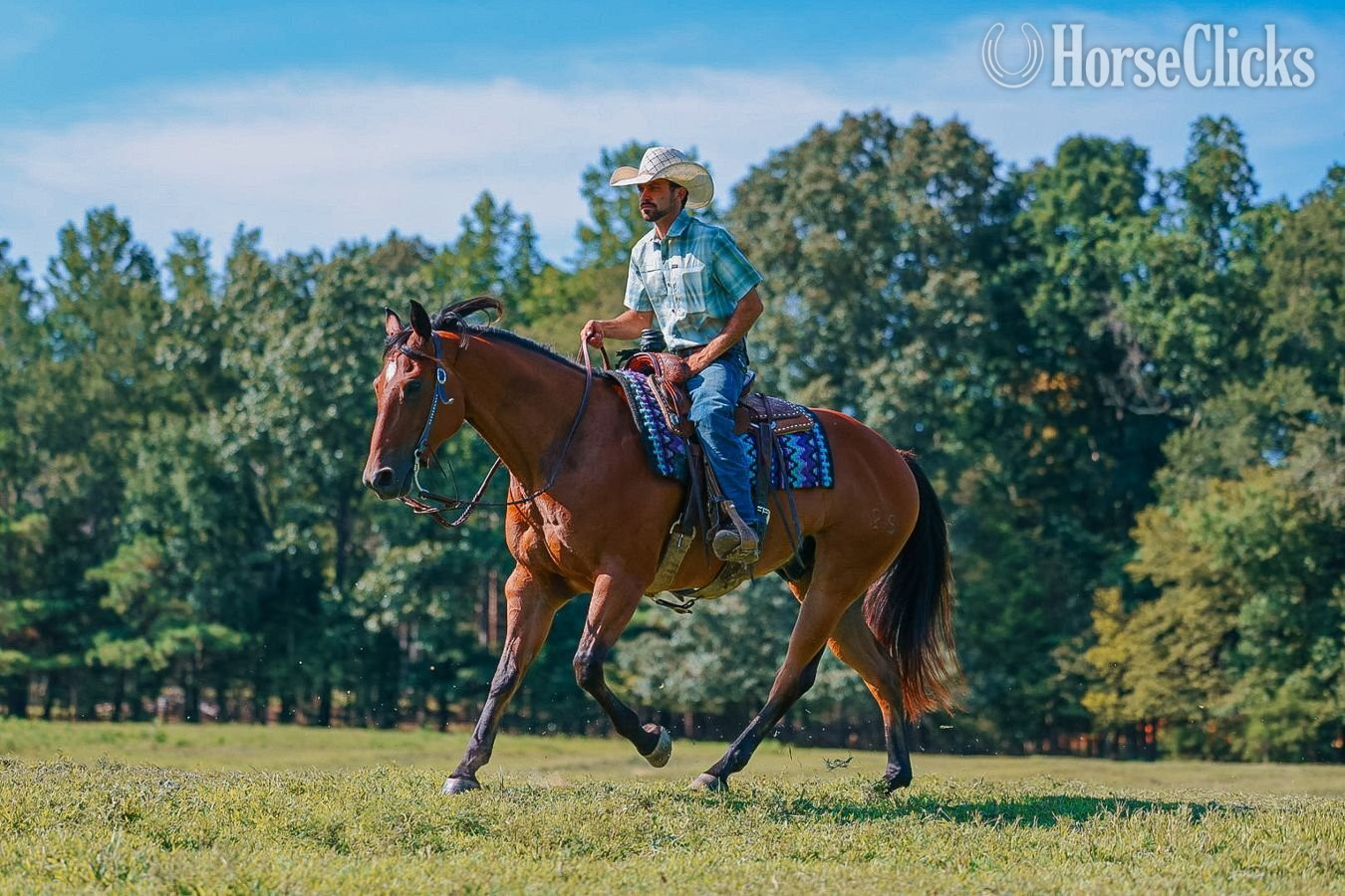 Quarter Horse - "Mouse" Bay Gelding Quarter Horse