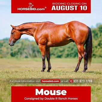 "Mouse" Bay Gelding Quarter Horse