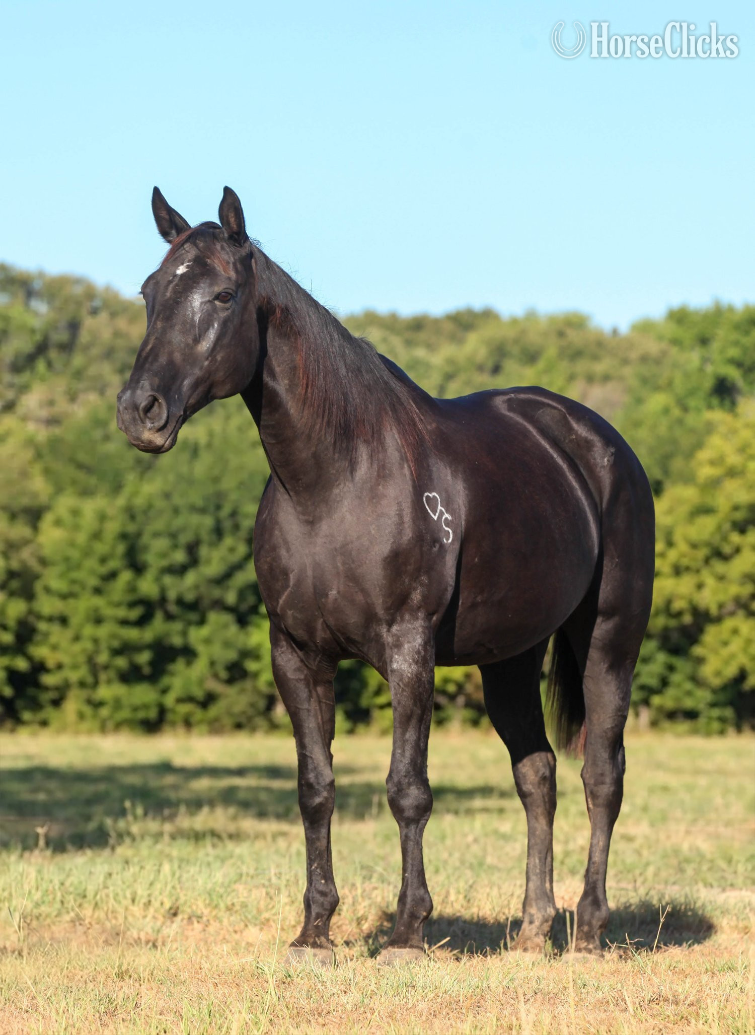 Texas "RAVEN" Black Mare Quarter Horse
