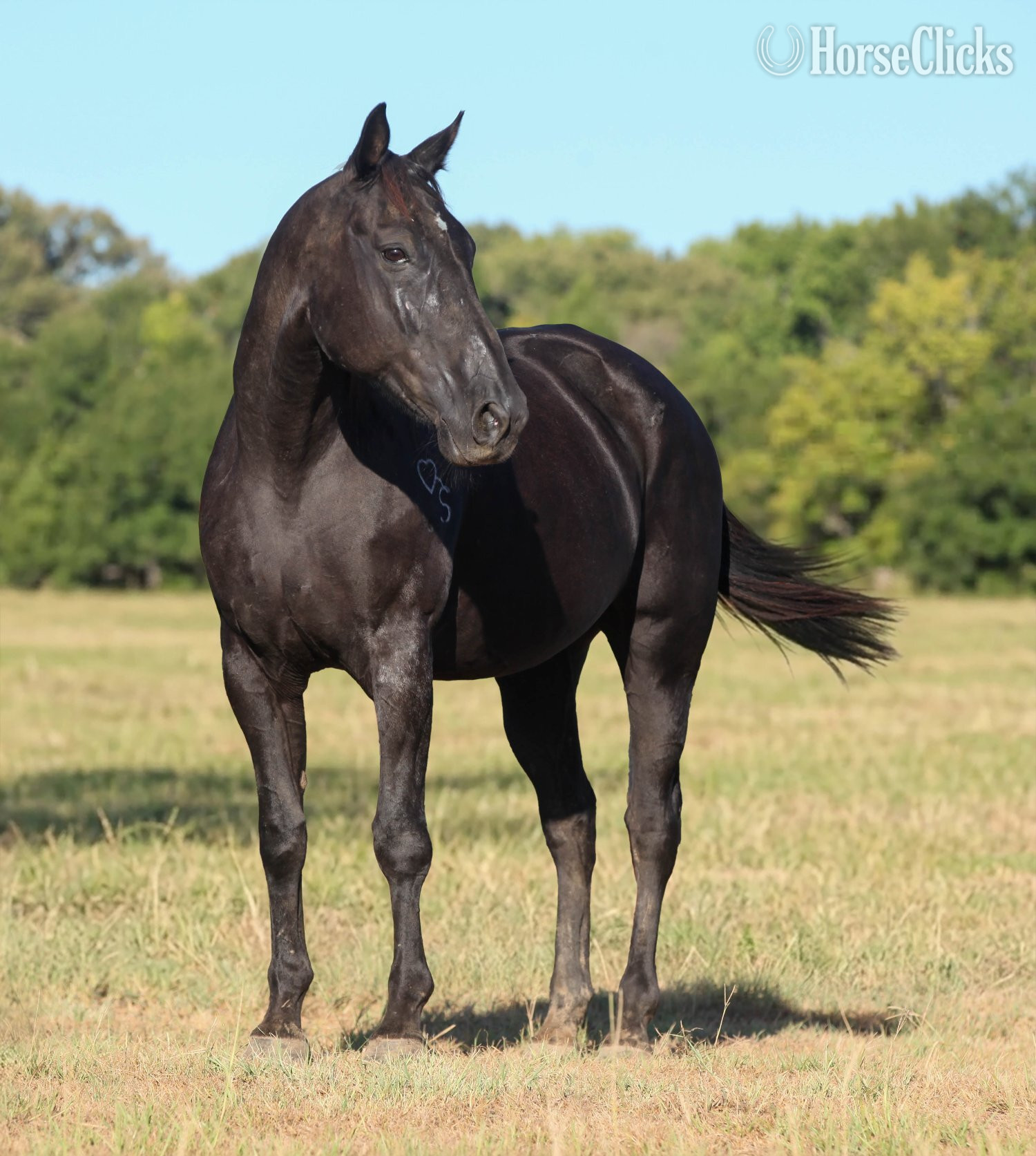 "RAVEN" Black Mare Quarter Horse - Quarter Horse in Texas