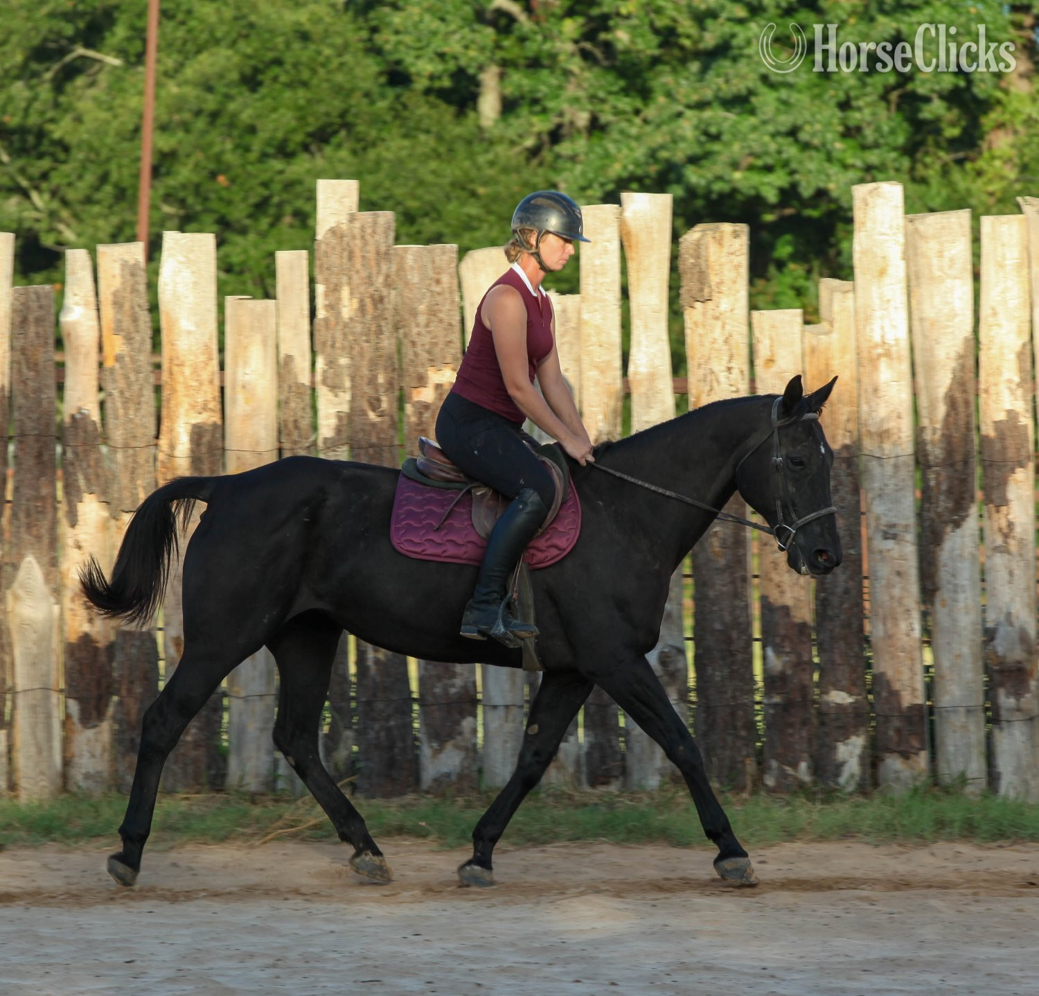 Quarter Horse - "RAVEN" Black Mare Quarter Horse in Texas