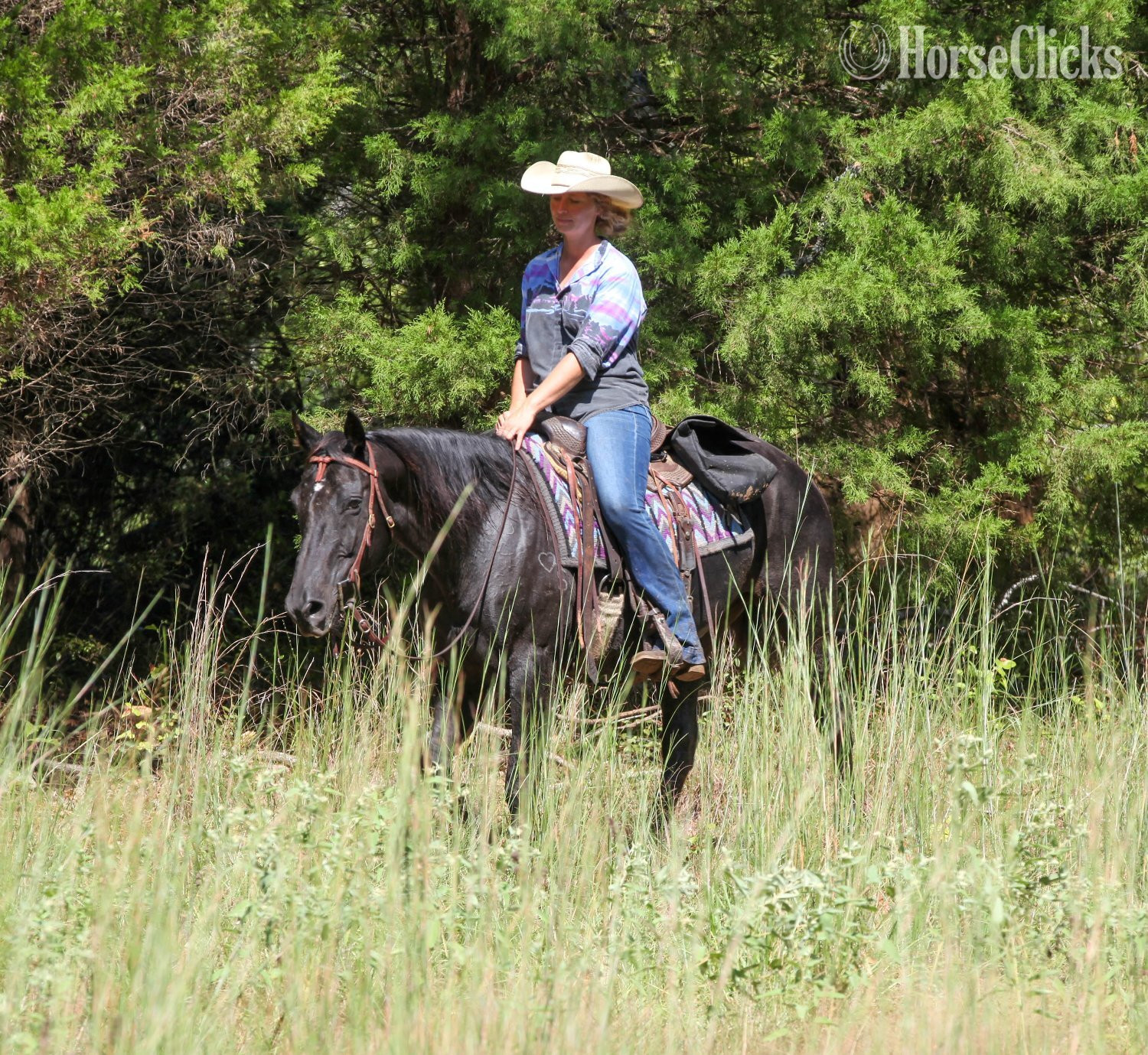 Quarter Horse - "RAVEN" Black Mare Quarter Horse