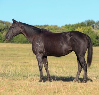 "RAVEN" Black Mare Quarter Horse