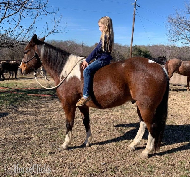 "Scotty" Bay Gelding Paint in Texas