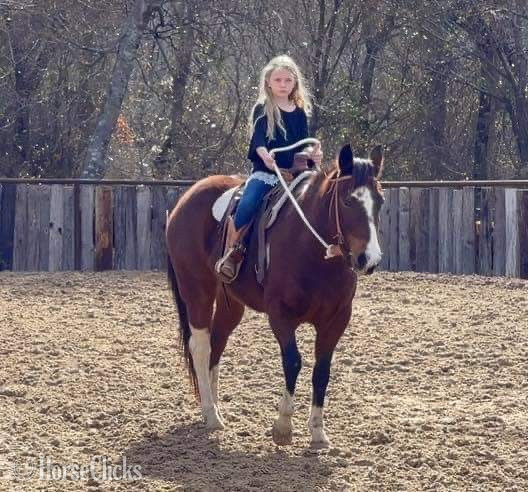 "Scotty" Bay Gelding Paint