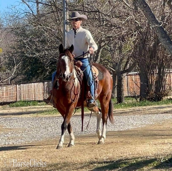 Texas "Scotty" Bay Gelding Paint