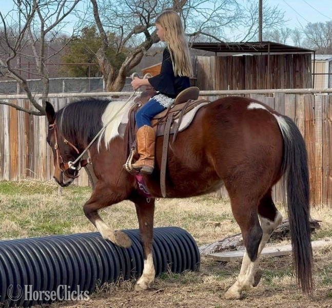 "Scotty" Bay Gelding Paint - Paint in Texas