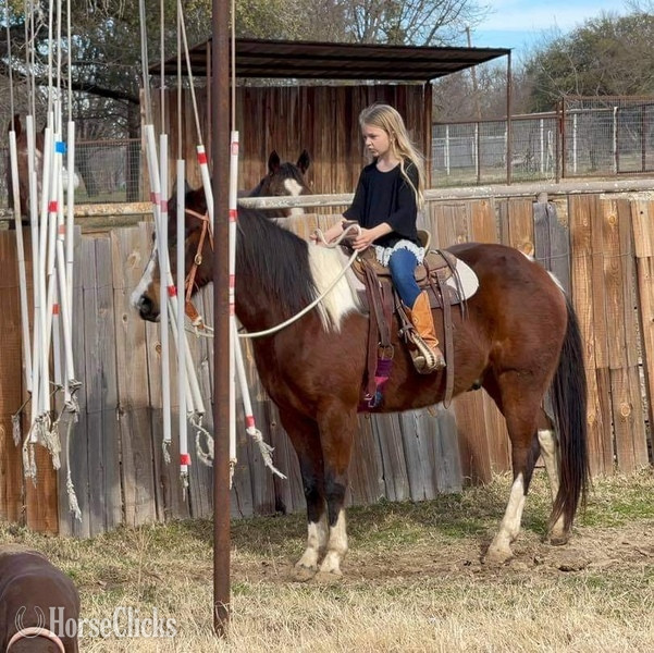 "Scotty" Bay Gelding Paint - Paint