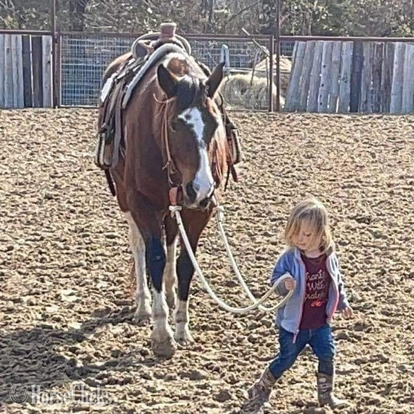 "Scotty" Bay Gelding Paint Texas