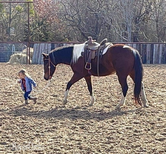 Paint - "Scotty" Bay Gelding Paint in Texas