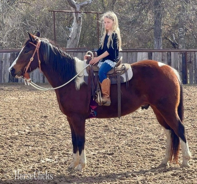 Paint - "Scotty" Bay Gelding Paint
