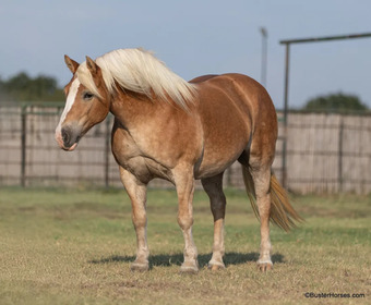 "Gloria" Chestnut Mare Haflinger