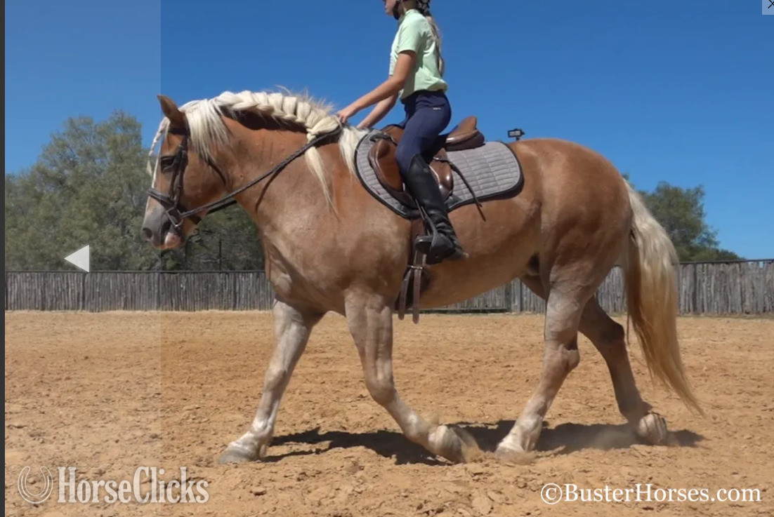 "Gloria" Chestnut Mare Haflinger