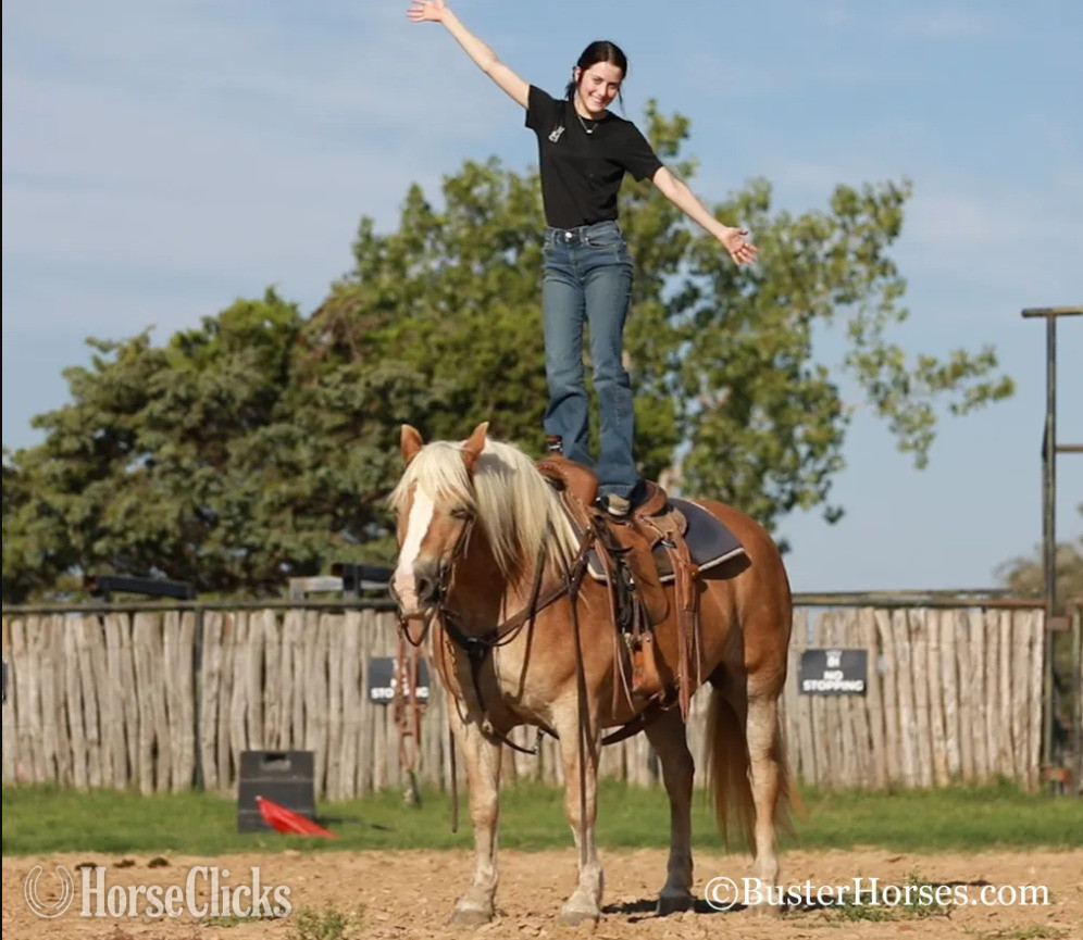 Texas "Gloria" Chestnut Mare Haflinger